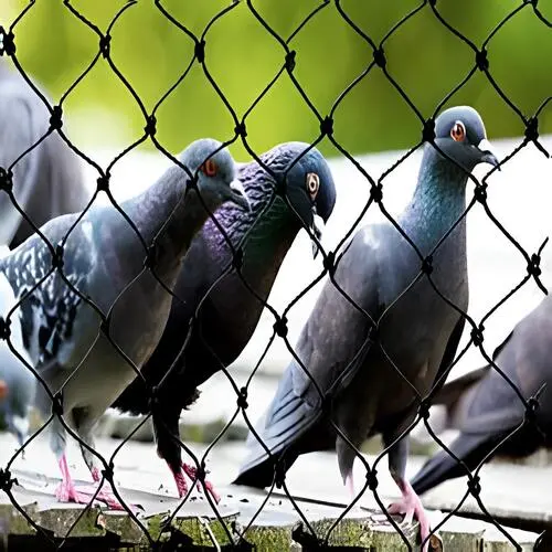 Pigeon Safety Nets in Bangalore-Nexo Netting